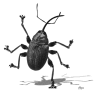 Colin.Raff.weevil