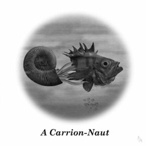 Colin.Raff.fishnaut